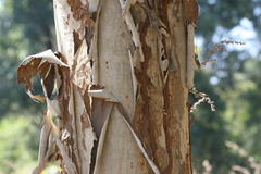 Lagerstroemia microcarpa